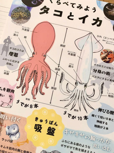 お母さんが作ったタコとイカの下敷き