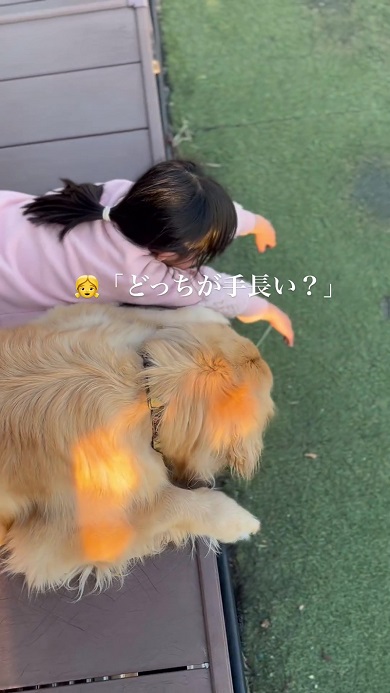 両手を出してワンコと長さを比べようとする女の子