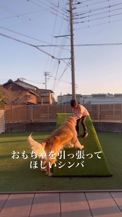 女の子とおもちゃの引っ張り合いをしたいワンコ