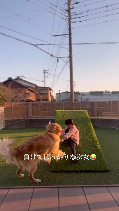 女の子とのおもちゃの引っ張り合いに勝利したワンコ