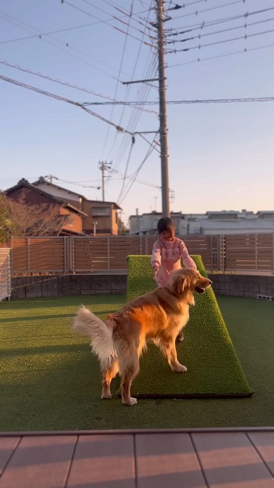 上らない代わりに女の子を見守っているワンコ