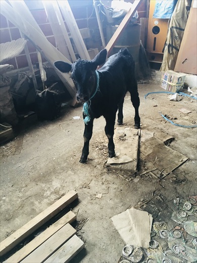 車庫にランボルギーニがいた