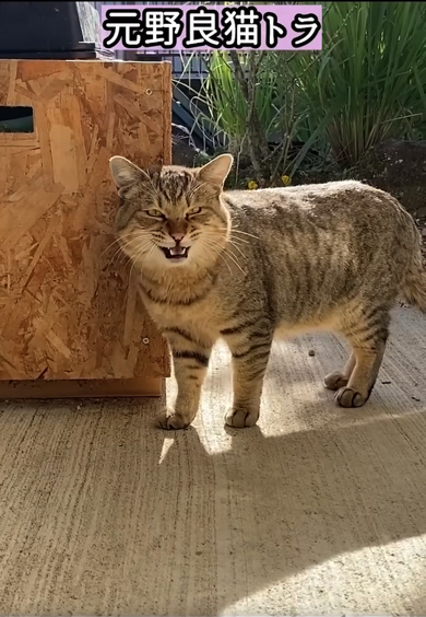 突然庭に現れた野良猫