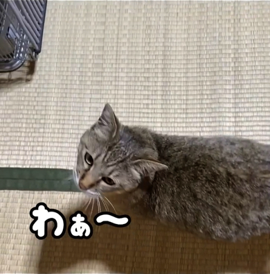 かわいらしい声で鳴く元野良猫