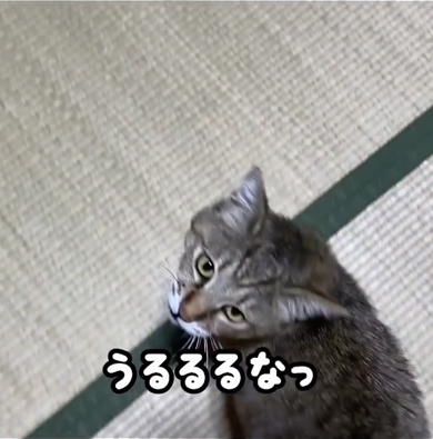 「うるるるなっ」と鳴く元野良猫