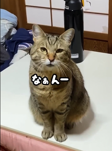 「なぁんー」と飼い主を呼ぶ元野良猫