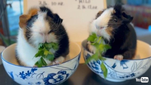 並んでパセリを食べるモルモット