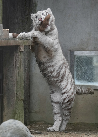 お母さんのしっぽにかみつく子トラ