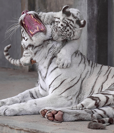 大きく口を開ける母トラ