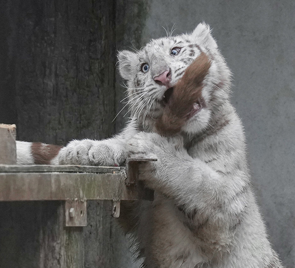 かみつく子トラの顔アップトリミング