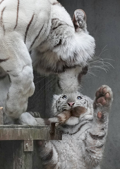 お母さんに怒られる子トラ