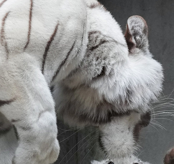 お母さんの顔アップトリミング