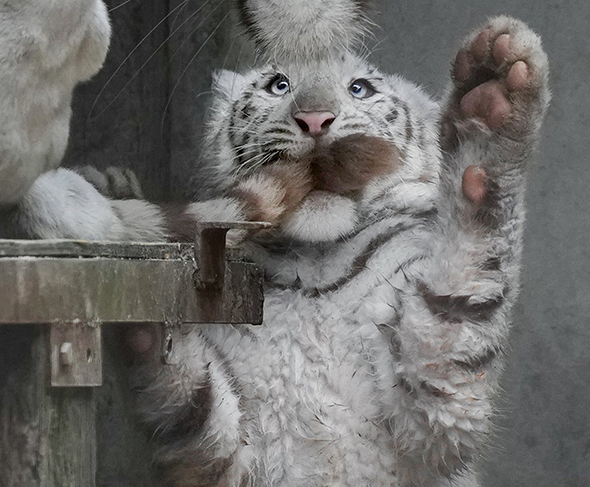 怒られる子トラの顔アップトリミング