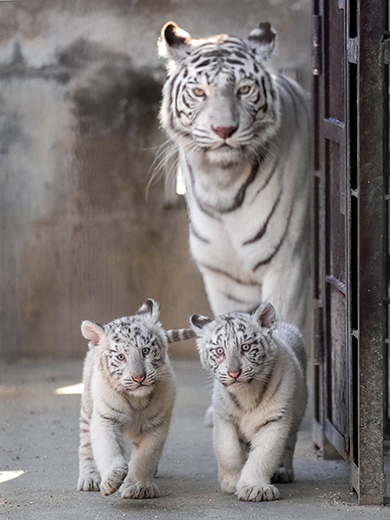 ホワイトタイガー