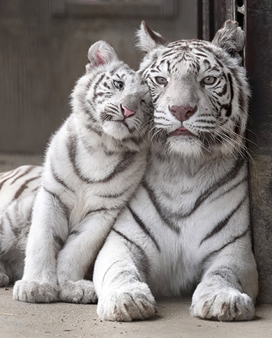 寄り添うホワイトタイガー親子