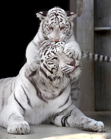 お母さんの顔に上る子トラ