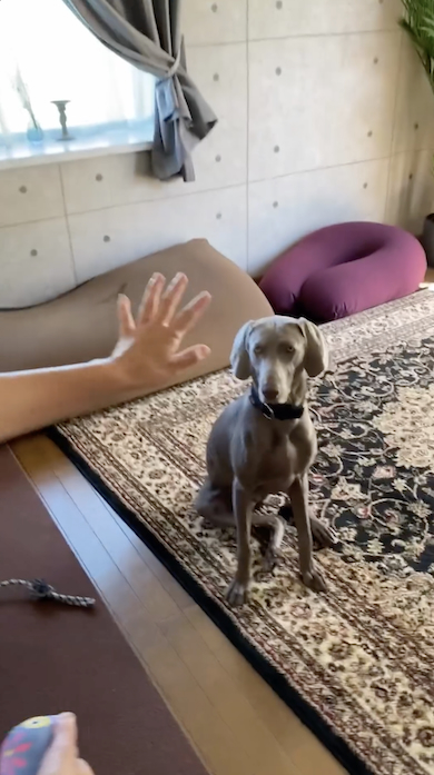 ママとボールキャッチする犬