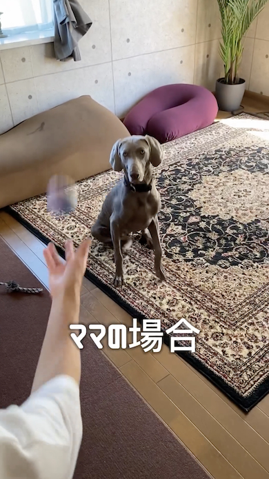 ママとボールキャッチする犬