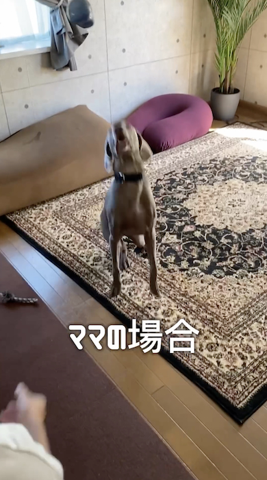 ママとボールキャッチする犬