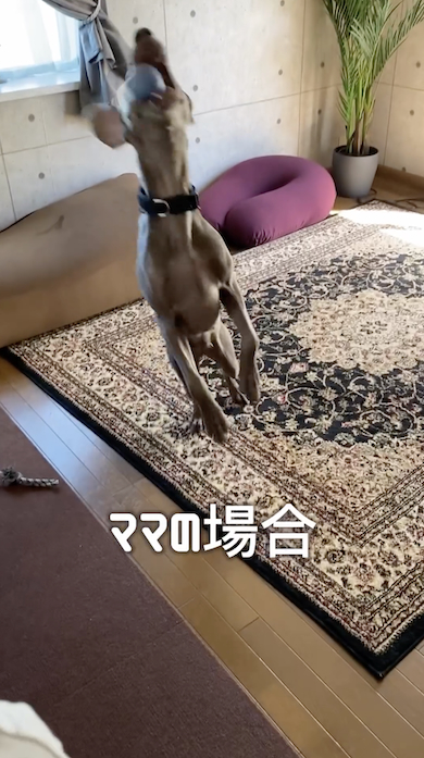 ママとボールキャッチする犬