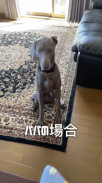 パパとボールキャッチする犬