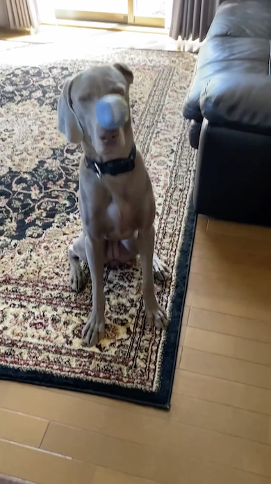 パパとボールキャッチする犬