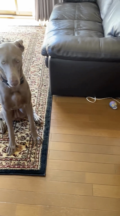 パパとボールキャッチする犬