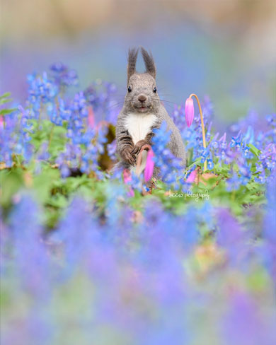 花畑でほほえむエゾリス