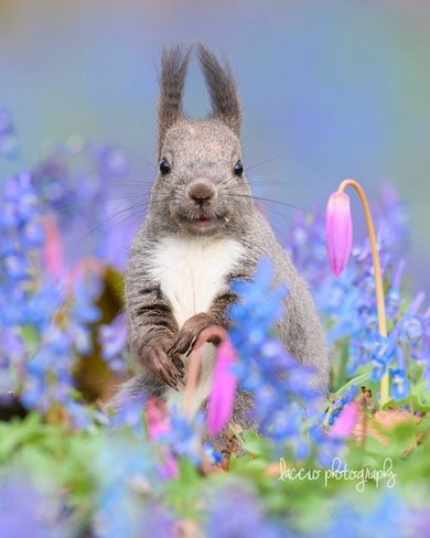 花畑でほほえむエゾリス
