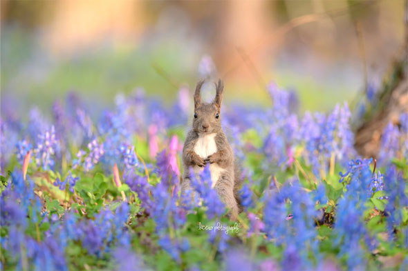 花畑とエゾリス