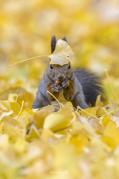 イチョウとエゾリス