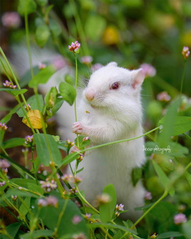 アルビノのエゾリス