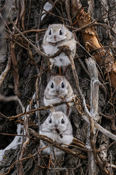 3匹のエゾモモンガ