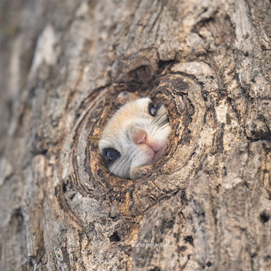 顔を出すエゾモモンガ