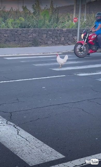 歩道を渡るニワトリ