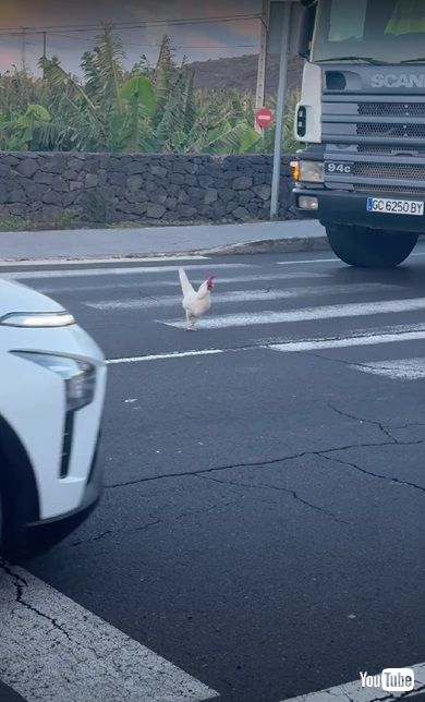 歩道を渡るニワトリ