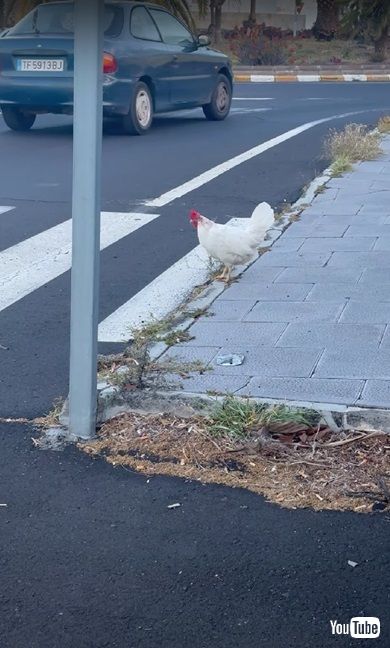 歩道を渡るニワトリ