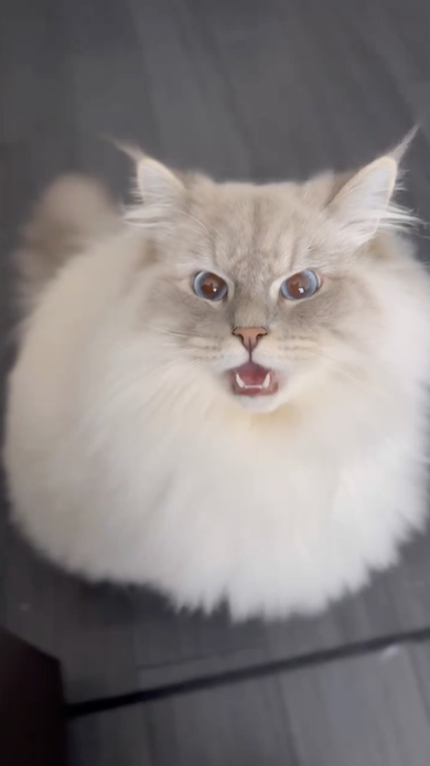 否定するように鳴くいれぶん