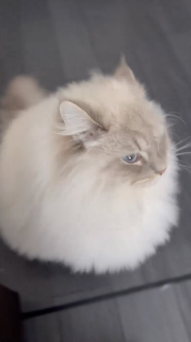 首を横に振るいれぶん