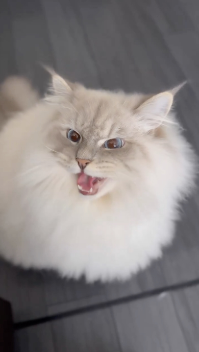 否定するように鳴くいれぶん