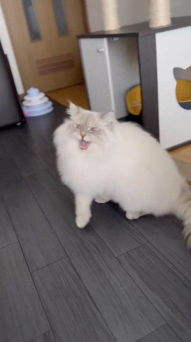 大きく鳴くいれぶん