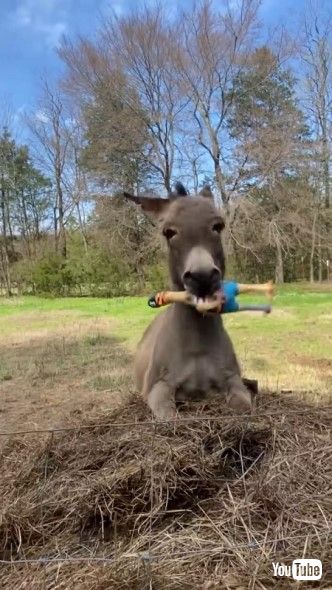 びっくりチキンをくわえるロバ