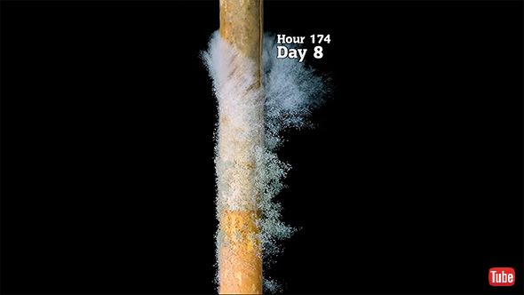 白カビが下から上に成長……