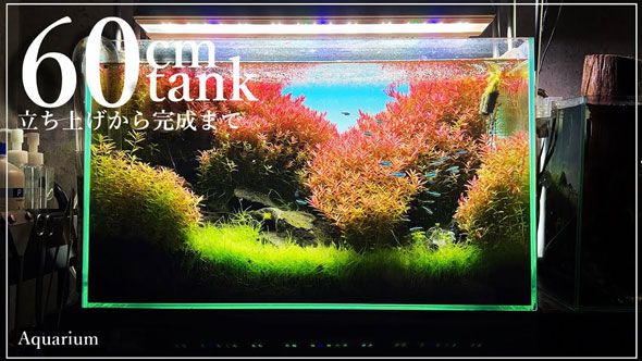 水槽の立ち上げから完成まで
