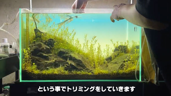 水槽の立ち上げから完成まで