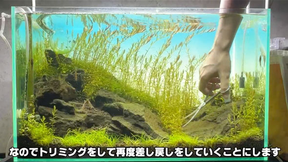 水槽の立ち上げから完成まで