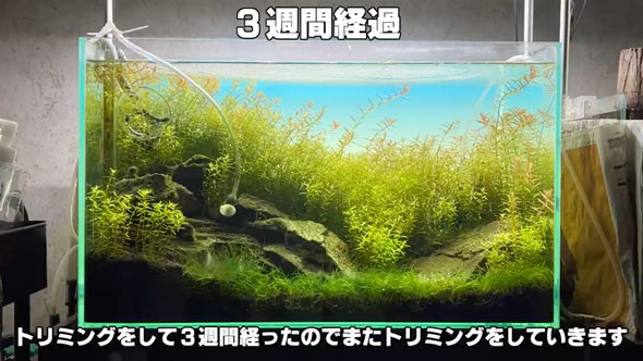 水槽の立ち上げから完成まで