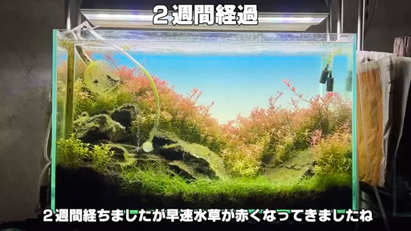 水槽の立ち上げから完成まで