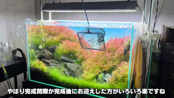 水槽の立ち上げから完成まで