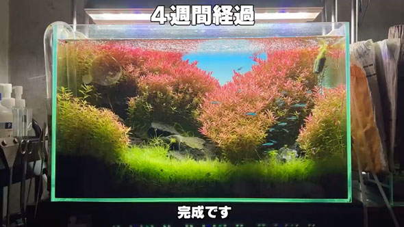 水槽の立ち上げから完成まで